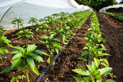 Improve Plant Health by Delivering Water Constantly!