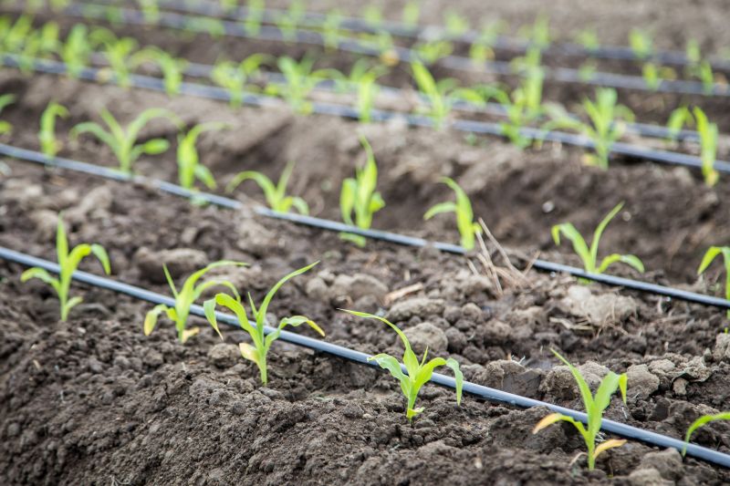 Soil Type Impact